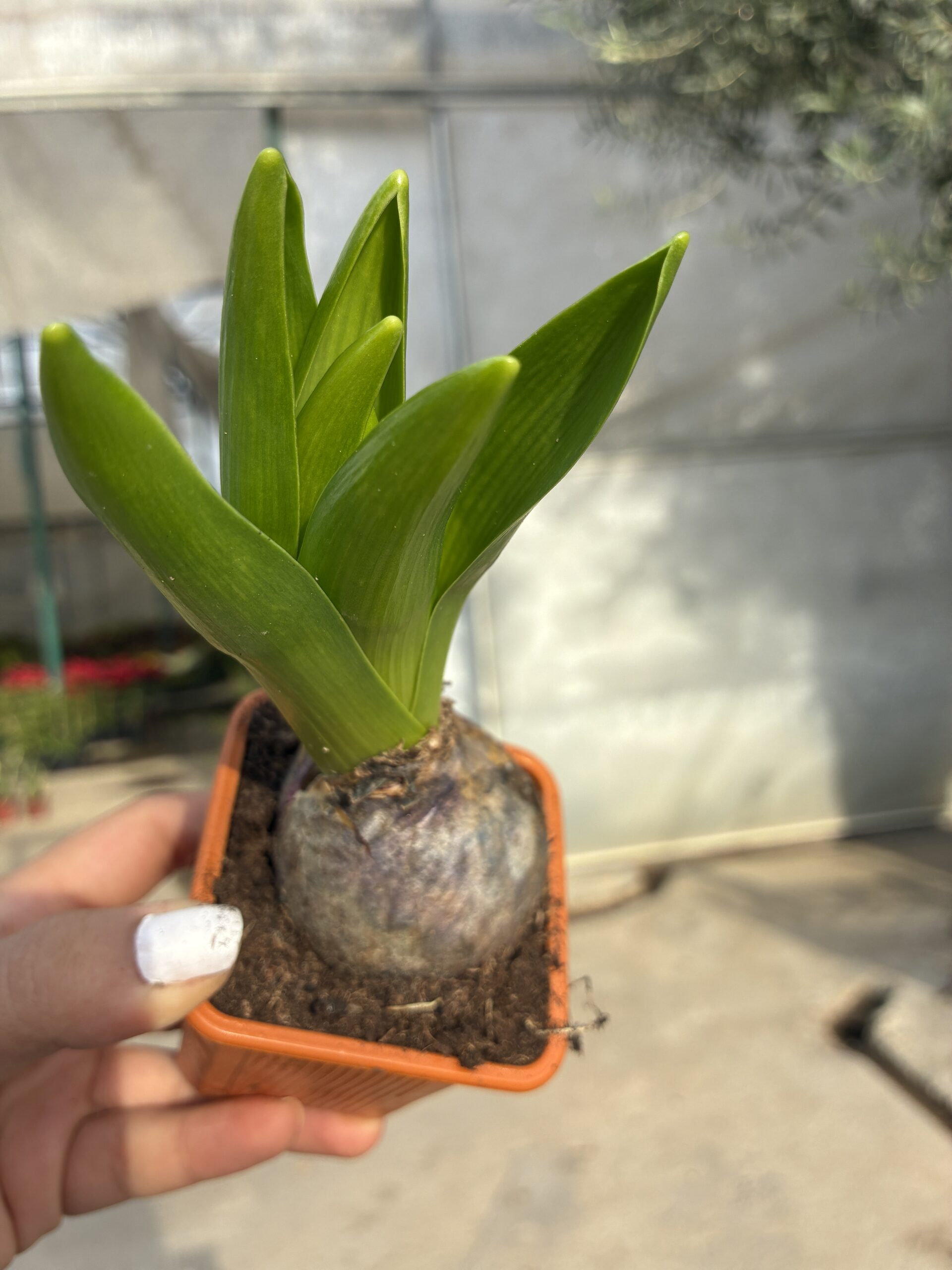 IMG_0844 Turuncu Sümbül Soğanı (Hyacinthus orientalis) - Görsel 1