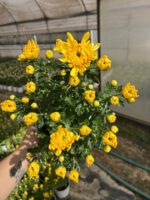 Altın Görkem İri Çiçekli Kasımpatı XL Boy (Chrysanthemum × morifolium)