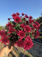 Kadife Sultan Medium Renkli Kasımpatı (Chrysanthemum × morifolium) - Görsel 2