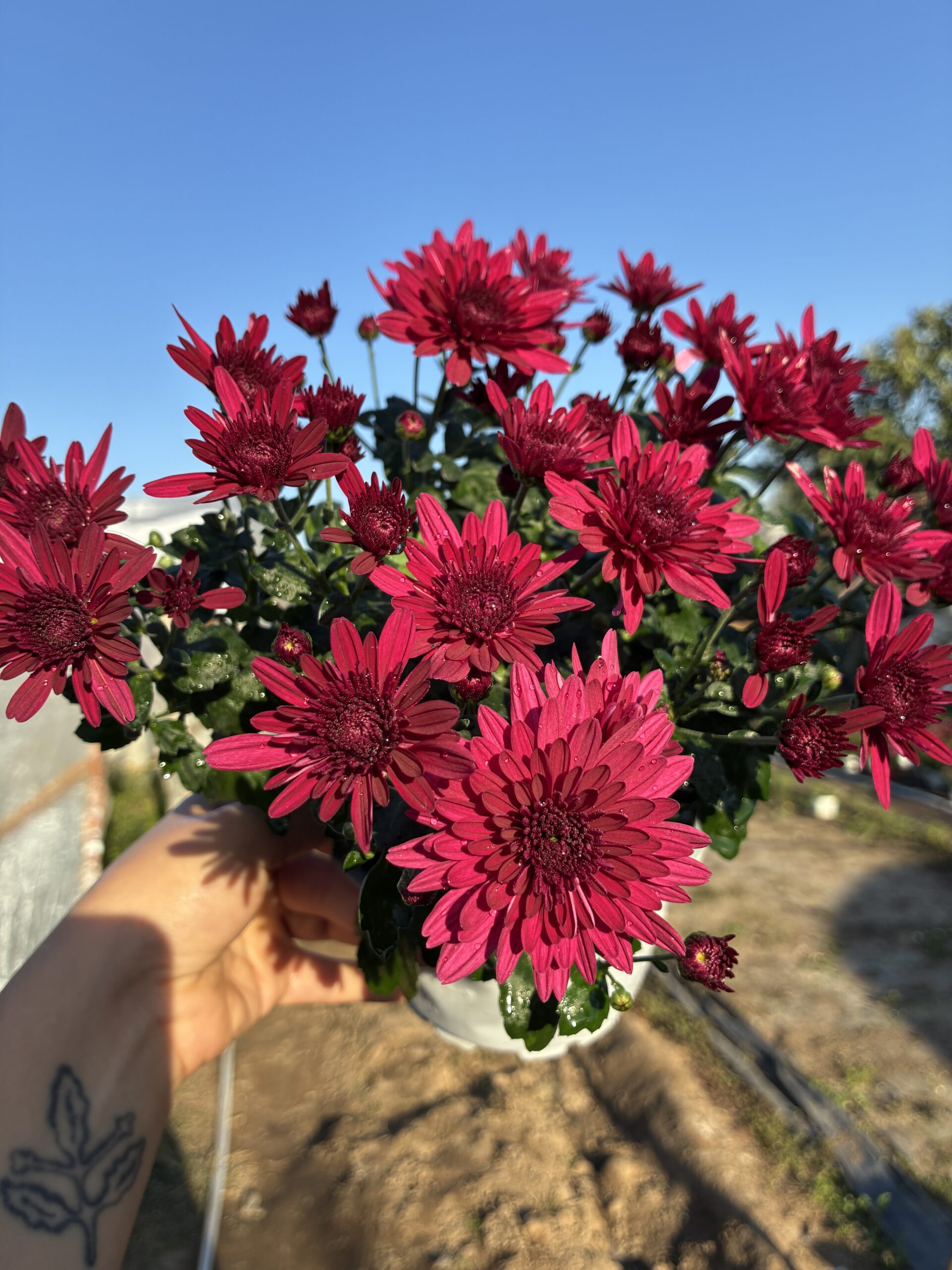 IMG_1247 Kadife Sultan Medium Renkli Kasımpatı (Chrysanthemum × morifolium) - Görsel 1