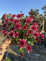 Kiraz Sultan Medium Renkli Kasımpatı (Chrysanthemum × morifolium) - Görsel 3