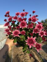 Kiraz Sultan Medium Renkli Kasımpatı (Chrysanthemum × morifolium) - Görsel 2