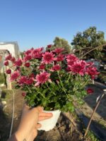 Kiraz Sultan Medium Renkli Kasımpatı (Chrysanthemum × morifolium) - Görsel 5