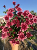 Kiraz Sultan Medium Renkli Kasımpatı (Chrysanthemum × morifolium)