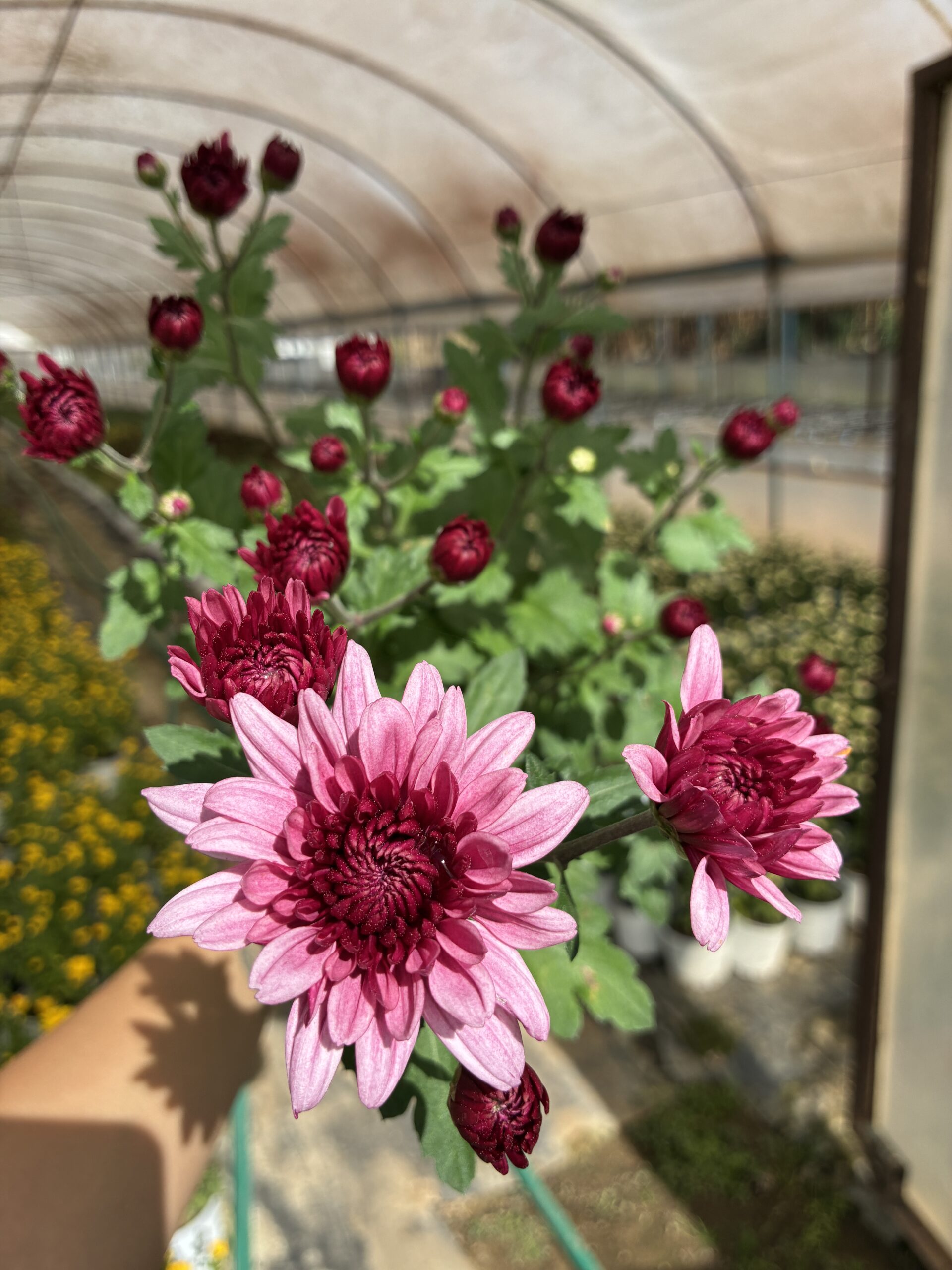 IMG_1547 Bordo Kalpli Görkem İri ve Katlı Çiçekli Kasımpatı XL Boy (Chrysanthemum × morifolium) - Görsel 1