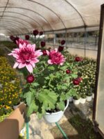 Bordo Kalpli Görkem İri ve Katlı Çiçekli Kasımpatı XL Boy (Chrysanthemum × morifolium) - Görsel 3