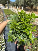 Pitos Japon (Pittosporum tobira)