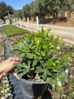 Pitos Japon (Pittosporum tobira) - Görsel 2