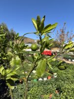 Mandalina Ağacı (Citrus reticulata) - Görsel 3