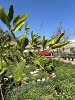 Mandalina Ağacı (Citrus reticulata) - Görsel 5
