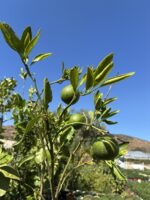 Mandalina Ağacı (Citrus reticulata) - Görsel 4