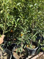 Kumkuat Ağacı (Citrus japonica) - Görsel 3