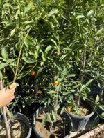 Kumkuat Ağacı (Citrus japonica)