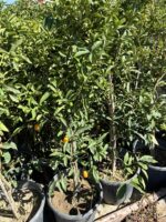 Kumkuat Ağacı (Citrus japonica) - Görsel 2