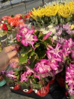 Fuşya-Beyaz Yılbaşı Çiçeği (Schlumbergera truncata) - Görsel 4