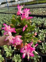 Fuşya-Beyaz Yılbaşı Çiçeği (Schlumbergera truncata)