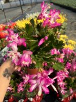 Fuşya-Beyaz Yılbaşı Çiçeği (Schlumbergera truncata) - Görsel 3