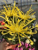 2'li Ahtapot Seti XXL Boy Ahtapot Kasımpatı (Chrysanthemum × morifolium) - Görsel 2