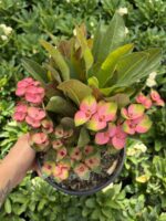Butterfly Princess XXL Boy Dikenler Tacı (Euphorbia milii)