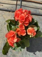 Gül Begonya Jasmin XXL Boy (Begonia × tuberhybrida) - Görsel 5