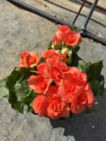 Gül Begonya Jasmin XXL Boy (Begonia × tuberhybrida) - Görsel 2