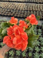 Gül Begonya Jasmin XXL Boy (Begonia × tuberhybrida) - Görsel 3