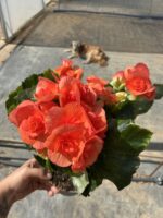 Gül Begonya Jasmin XXL Boy (Begonia × tuberhybrida)