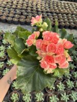 Gül Begonya Rapunzel XXL Boy (Begonia × tuberhybrida)