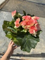 Gül Begonya Rapunzel XXL Boy (Begonia × tuberhybrida) - Görsel 2