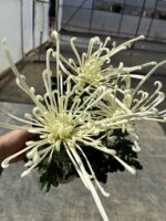 2'li Ahtapot Seti XXL Boy Ahtapot Kasımpatı (Chrysanthemum × morifolium)
