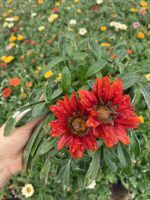 Gazanya Kınalı Göz (Gazania rigens) - Görsel 3