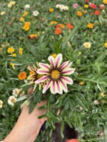 Gazanya Turna Gözü (Gazania rigens)