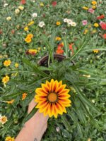 Gazanya Kaplan Gözü (Gazania rigens) - Görsel 2