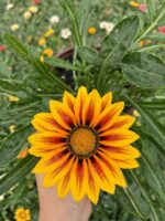 Gazanya Kaplan Gözü (Gazania rigens)