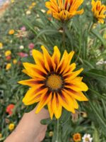 Gazanya Kaplan Gözü (Gazania rigens) - Görsel 3