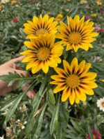 Gazanya Keklik Gözü (Gazania rigens) - Görsel 2