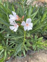 Zakkum İnci Gelin (Nerium oleander) - Görsel 3