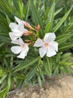 Zakkum İnci Gelin (Nerium oleander)