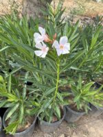 Zakkum İnci Gelin (Nerium oleander) - Görsel 4