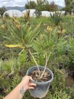 Zakkum Kızıl Kadife (Nerium oleander) - Görsel 2