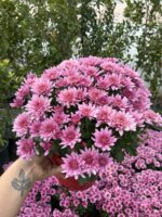 Bordo Kalpli Pembe XL Boy Kasımpatı (Chrysanthemum × morifolium) - Görsel 3