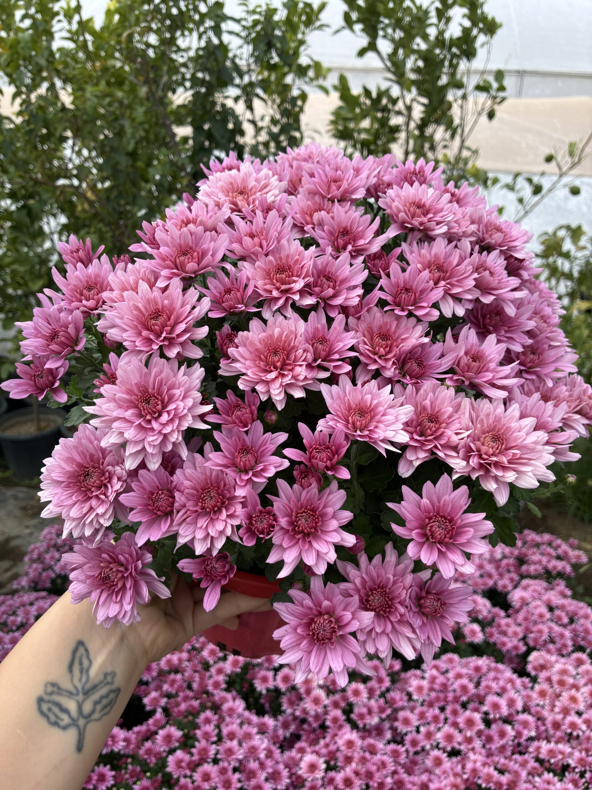 IMG_9656 Bordo Kalpli Pembe XL Boy Kasımpatı (Chrysanthemum × morifolium) - Görsel 1