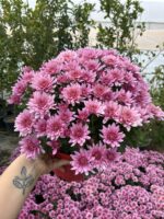 Bordo Kalpli Pembe XL Boy Kasımpatı (Chrysanthemum × morifolium) - Görsel 2