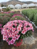 Bordo Kalpli Pembe XXL Boy Kasımpatı (Chrysanthemum × morifolium) - Görsel 3