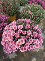 Bordo Kalpli Pembe XXL Boy Kasımpatı (Chrysanthemum × morifolium)