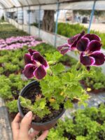 Gönül Girdabı Canan Ceylan Gözü Sardunyası (Pelargonium grandiflorum) - Görsel 2