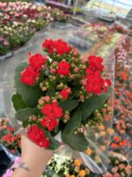 Kan Kırmızı Kalanşo Çiçeği (Kalanchoe blossfeldiana)