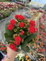 Kan Kırmızı Kalanşo Çiçeği (Kalanchoe blossfeldiana) - Görsel 3