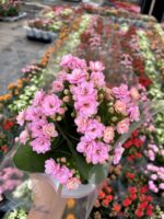 Pudra Pembe Kalanşo Çiçeği (Kalanchoe blossfeldiana)