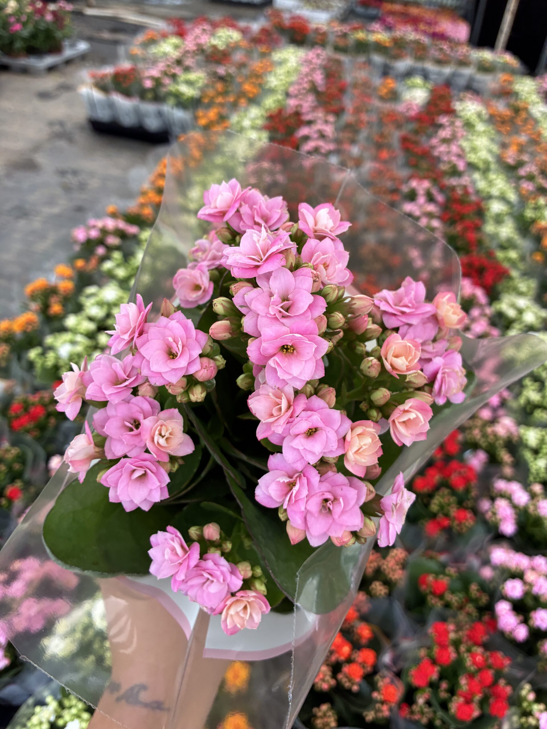 IMG_9938 Pudra Pembe Kalanşo Çiçeği (Kalanchoe blossfeldiana) - Görsel 1